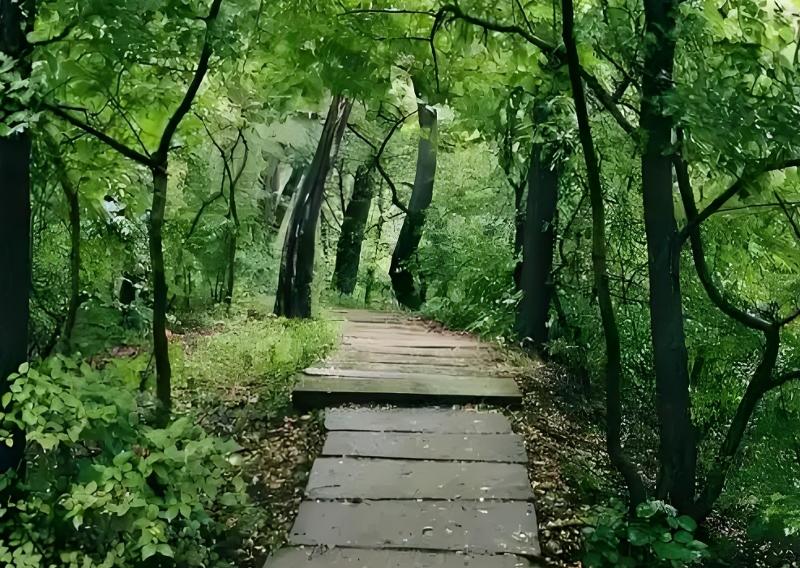 雨林里，住着一枚话痨精灵