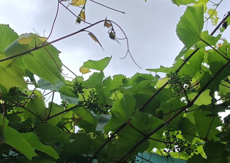 架下光阴